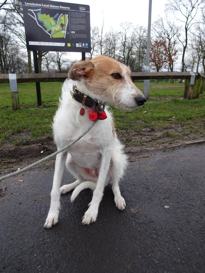 Alfie the lovely Lurcher!