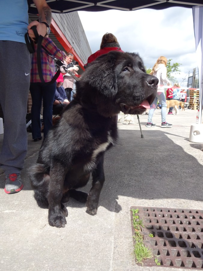 Bear is going to be massive!