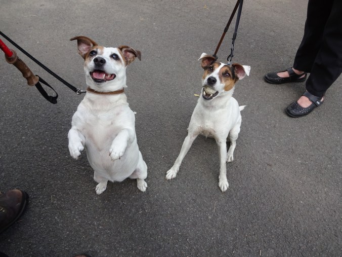 Gorgeous Ozzy and Sally!