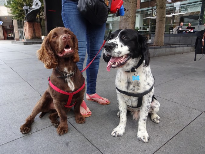 Handsome Rufus and Patch!