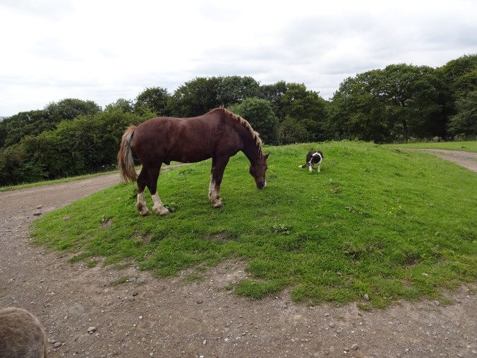 Rounding up a horse!