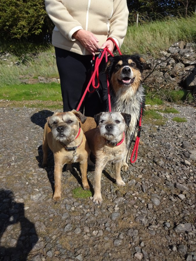 Handsome Alf, Fred and Buddy!