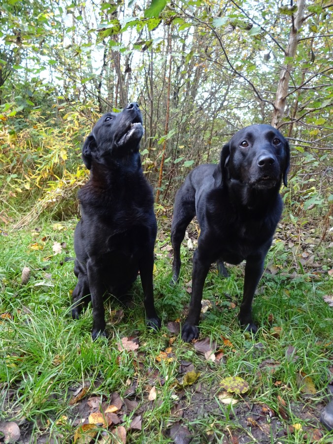 Gorgeous Molly and Eddy!